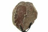Fossil Ornithischian Dinosaur Vertebra with Metal Stand - Colorado #354327-4